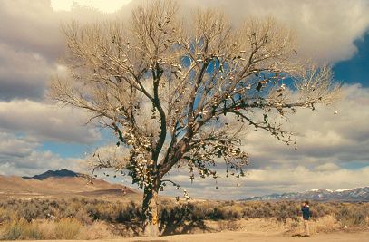 ["Shoe tree" off U.S. Route 50.]