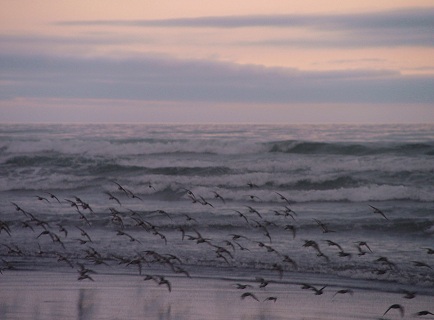 [Birds flying over beach]