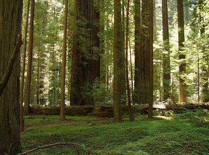 [Redwood grove]