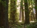 [Redwood grove]