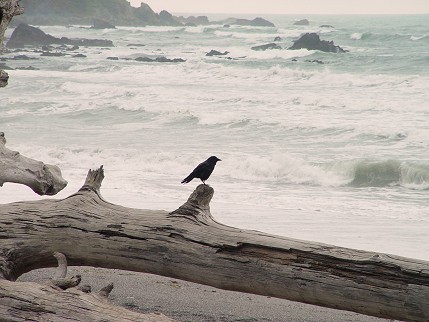 [Beach log with crow]