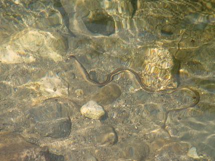 [Water snake in river]