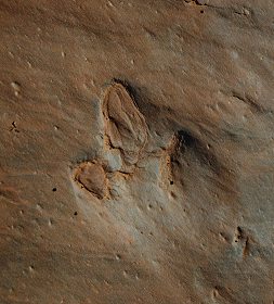 [Dinosaur footprint.]