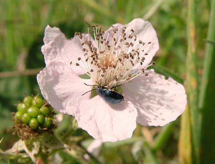 [Blackberry flower with bug]
