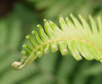 [Tip of fern frond]