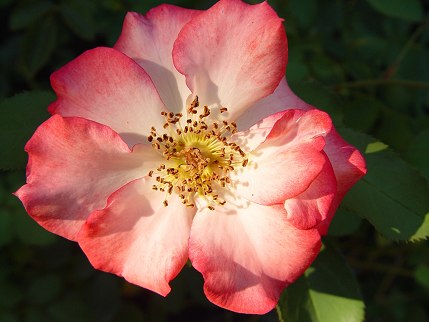 [Garden rose]