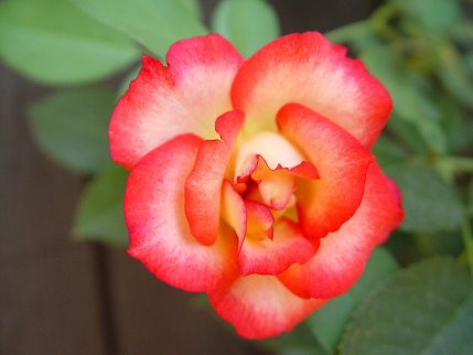[Garden rose]